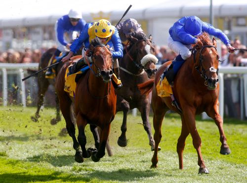 Maverick Wave (right) beats Cannock Chase
