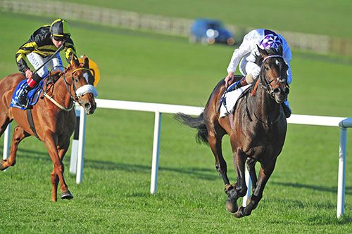 Novis Adventus is driven out by Kevin Manning to beat Sight Hound (noseband)