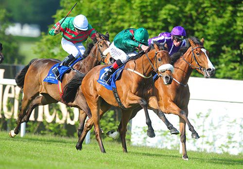 Minding (inside) will bid to get off the mark in the opener at Leopardstown