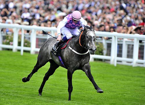 Amazing Maria and James Doyle winning the Duke of Cambridge Stakes