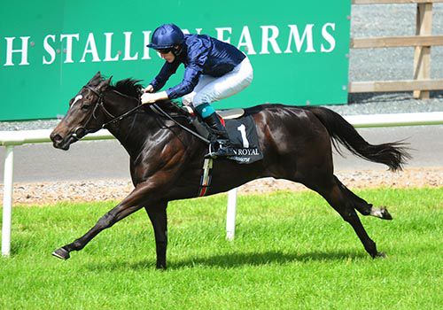 Independence Day comes home an easy winner under Billy Lee