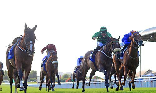 The riderless Waydownsouth leads home Shadagann (Shane Foley, green) and Salthouse