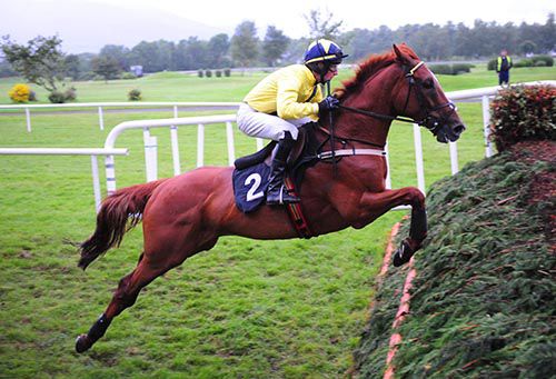 Bridgets Pet under John Fitzpatrick