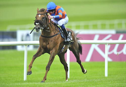 Home Of The Brave powers his way to the line