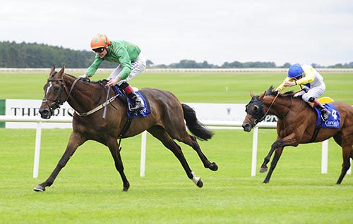 Digeanta relishes two miles round the Curragh