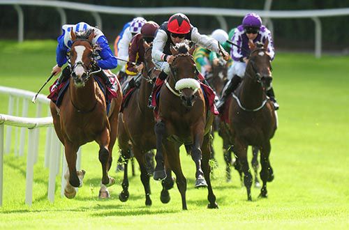 True Solitaire leads them home in the Moyglare colours