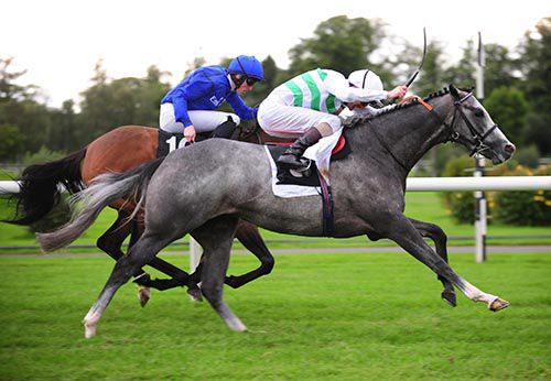 The grey Algonquin is driven out by Kevin Manning to beat Devonshire 