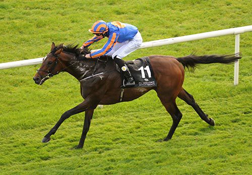 Order Of St George comes home an easy winner under Joseph O'Brien