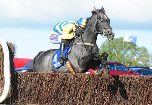 Bashful Beauty pictured on his way to victory under Brian O'Connell