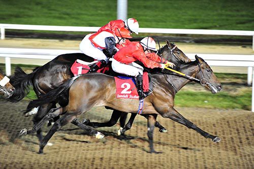Aspen Mountain (nearside) beating Hasselnott (similar colours) with eventual fourth Alphonsus in-between