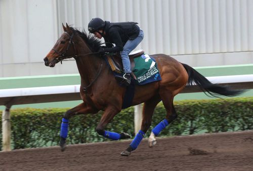 Cirrus Des Aigles
