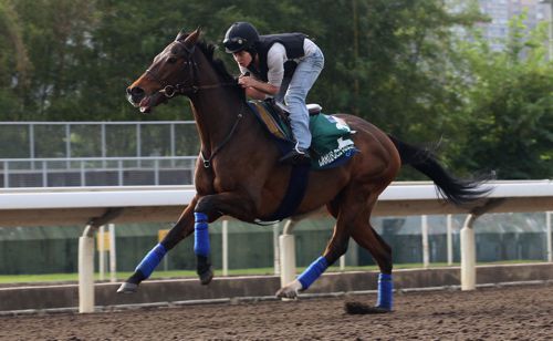 Cirrus Des Aigles