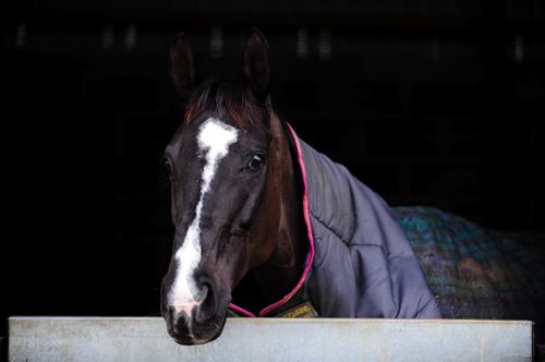 Don Cossack 