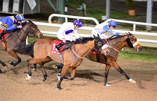 Temasek Star is not to be denied under Conor McGovern, from My Manekineko