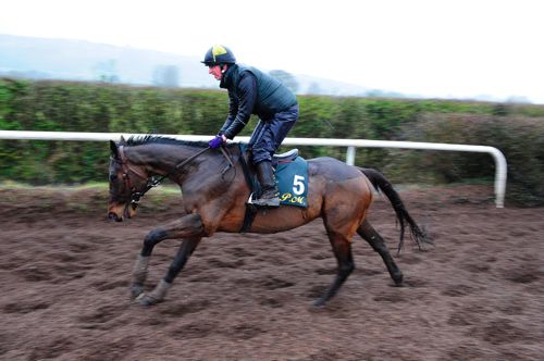 Djakadam working on Willie Mullins' gallops 
