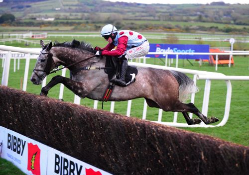 Irish Cavalier