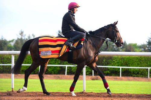 Ballydoyle at Ballydoyle
