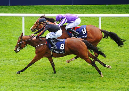 Jet Setting beats Minding in a thriller