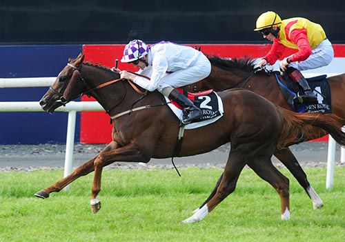 Admodum approaches the line in Down Royal