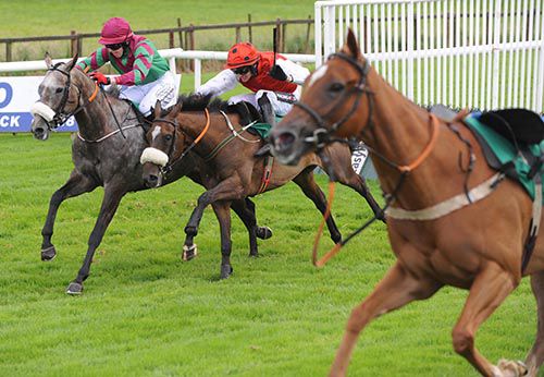 Lucy Mc (grey) leads Genesta after the last, with the riderless Amarillo Rose in the foreground 