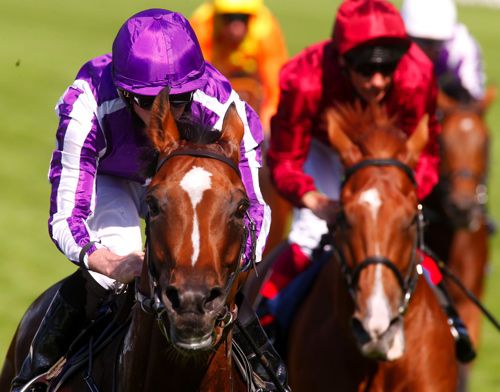 Highland Reel at Royal Ascot
