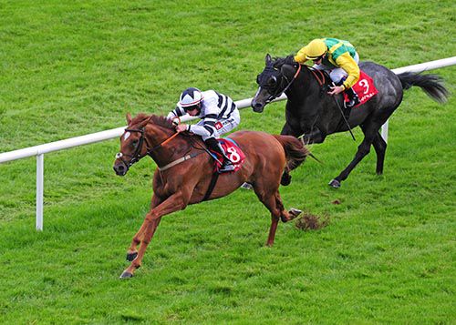 My Direction and Leigh Roche lead home Xebec in the McEnery Cup