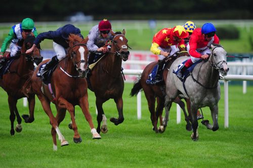 Alice Springs (white face) could again face Persuasive (grey) at Newmarket on Saturday