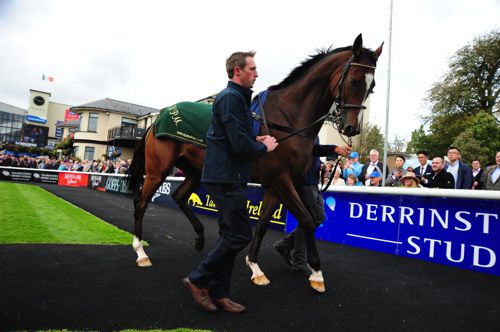 Vautour parading at the Curragh
