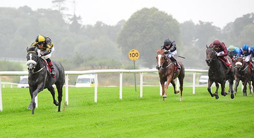 Queen Anne's Lace and Pat Smullen are clear