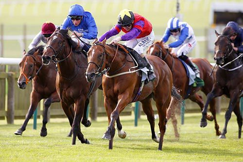 The Last Lion, purple sleeves