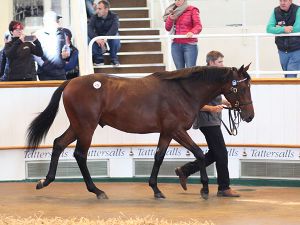 Dubawi sale topper