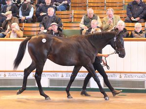 Dubawi colt made 2.6 million