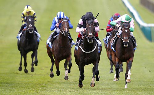 Up the centre Alcaim seen here winning at Newmarket