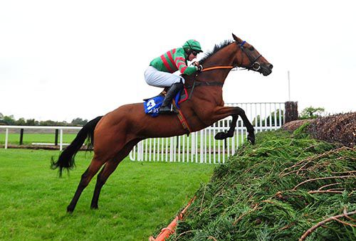 Havana Dancer measures a fence well