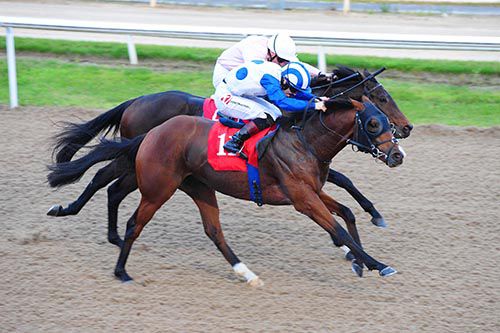 Room To Roam and Colin Keane (near) beats Cape Of Eagles