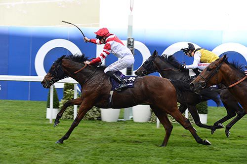 Martin Harley shows his delight as Sheikhzayedroad crosses the line in front