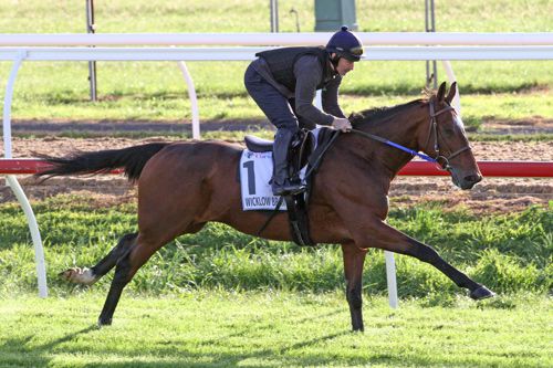 Wicklow Brave