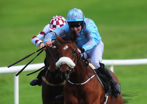 Zig Zag could run at Cheltenham on Saturday