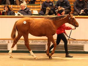 Kyllachy ex Amicable Terms