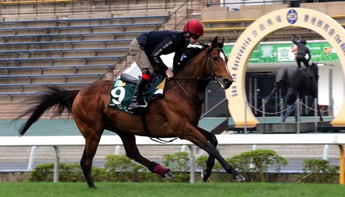 Highland Reel doing some work at Sha Tin