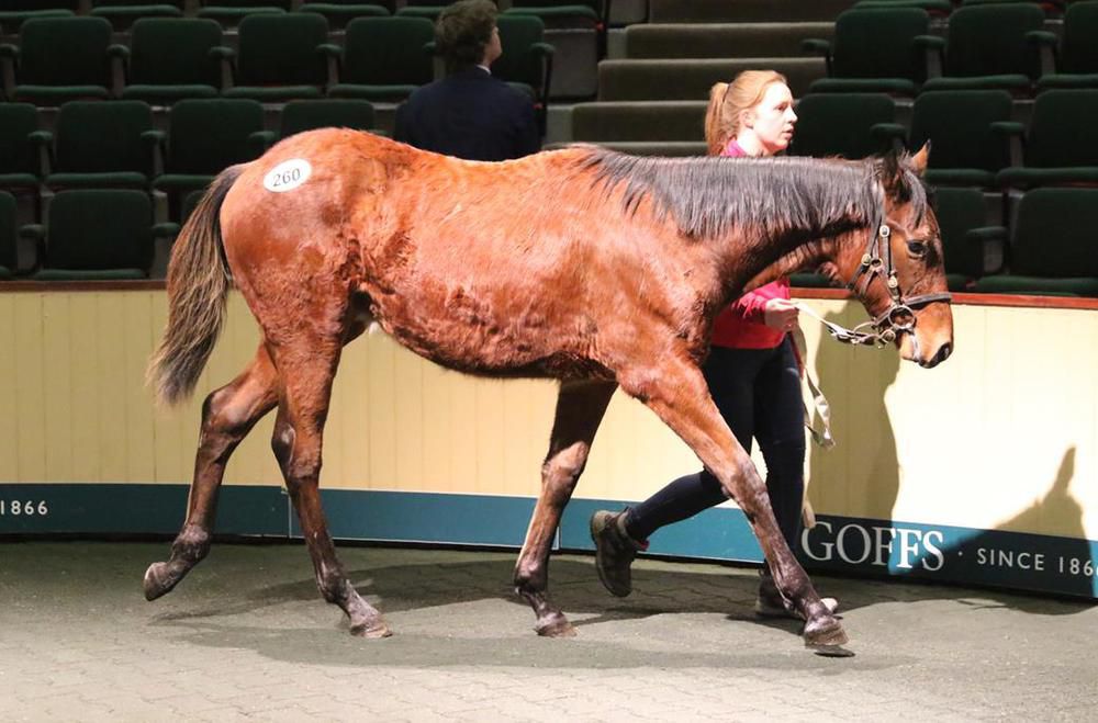 Dandy Man colt 