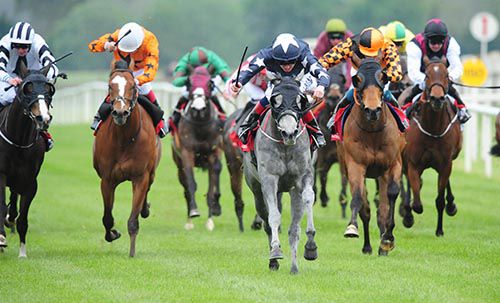 A Little Bit Me and Chris Hayes (grey with blinkers)