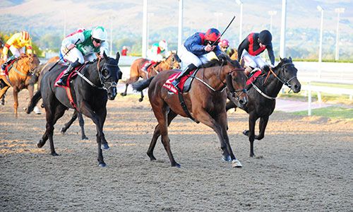 Fastidious (centre, Shane Kelly) beats  Burren View Lady (near) and You Gotta Move