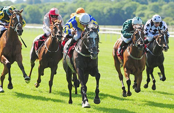 The grey Avalanche leads home his rivals under Wayne Lordan
