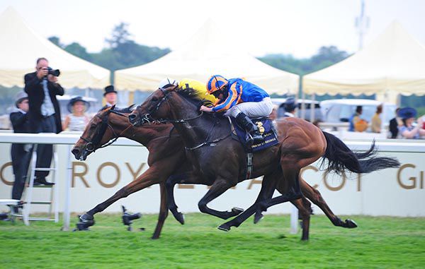 Order Of St George (nearside) Qipco Long Distance Cup favourite