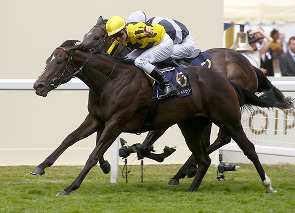 Different League wins the Albany under Antoine Hamelin