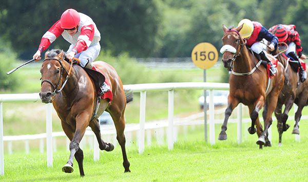 Queluz is ridden out by Gary Halpin