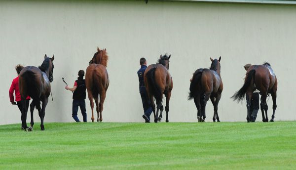 Horse being led to stable yard at the Curragh
