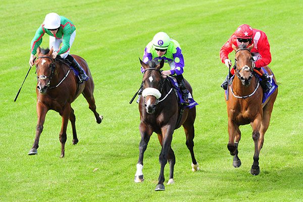 Landshark (noseband) leads home Sappho (red) and Sneem in the opener at Leopardstown