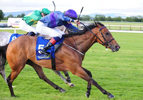 Magic Bear prevails in Tipperary